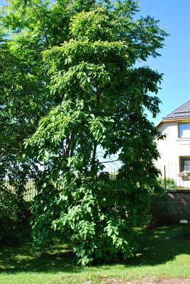 Sassafras albidum - sasafras lékařský - celek